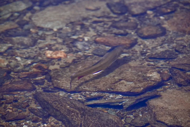 Natives on the Rise: Utah's Cutthroat Trout and the Fight to Bring Them Home