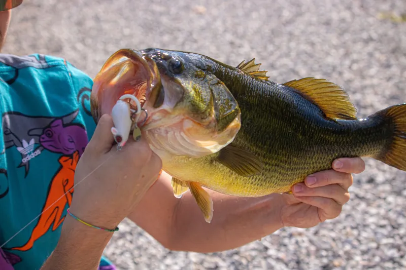 Bass Are Back: How Utah's Reservoirs Quietly Became Trophy Largemouth and Smallmouth Destinations